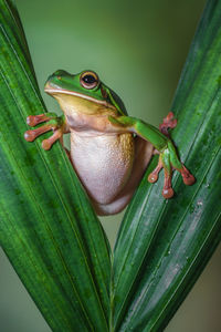 White lipped frog in leaf