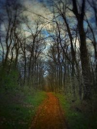 Dirt road passing through forest