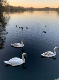 Swans swimming in lake