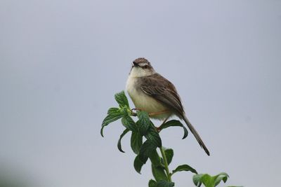 Low angle view of bird perching against clear sky