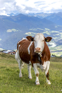 Cow standing in a field