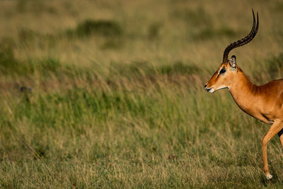 Side view of giraffe on field