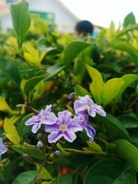 Close-up of purple flowers blooming outdoors