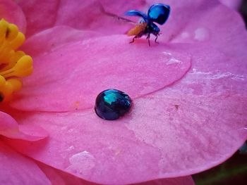 Close-up of bee on flower