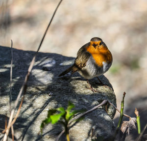 Close-up of bird perching on branch