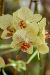 Close-up of orchids on plant