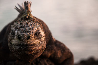 Tranquil close-up scene of a galapagos iguana relaxing on rocks at the sea side.