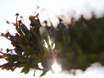 Close-up of plant