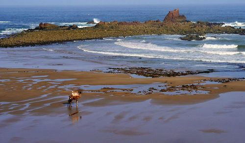Single camel on wide moroccan seaside background