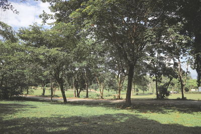 Trees in park