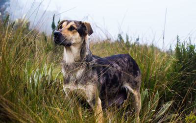 Dog standing on grassy field