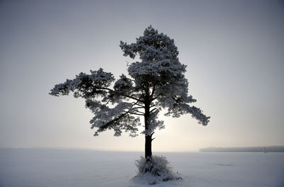 Tree on snow covered field against clear sky