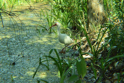 Close-up of bird perching on plants