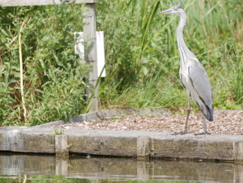 High angle view of gray heron in lake