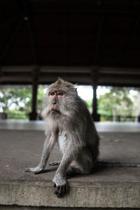 Portrait of monkey sitting on railing