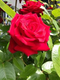 Close-up of red rose