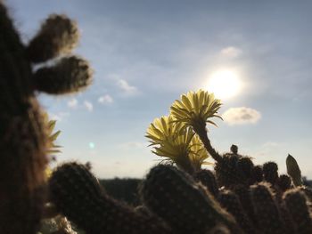 Low angle view of flowering plants against sky during sunset