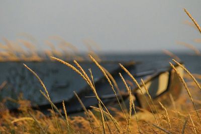 Close-up of plant growing on field