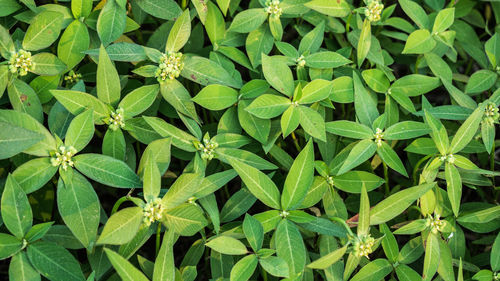 Full frame shot of plants