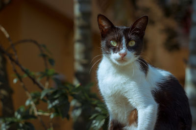Close-up portrait of a cat
