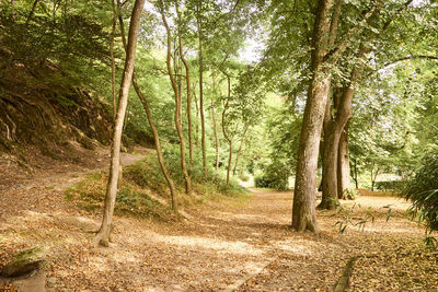 Trees in forest