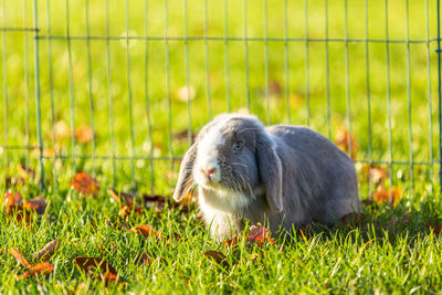 Close-up of a sheep on grass