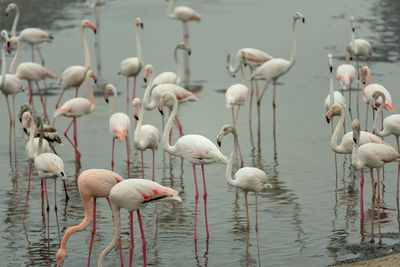 Flock of birds in lake