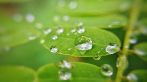 Close-up of water drops on leaf