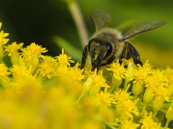 Close-up of bee pollinating on yellow flower
