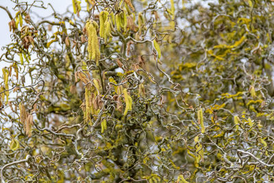 Close-up of lichen on tree