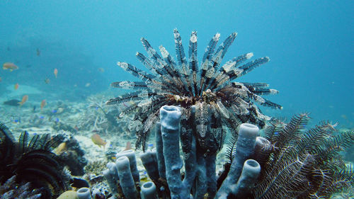 Close-up of jellyfish swimming in sea