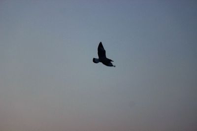 Low angle view of silhouette bird flying against clear sky