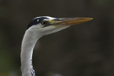 Grey heron at lake