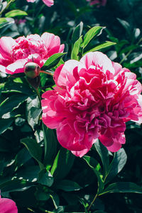 Close-up of pink rose