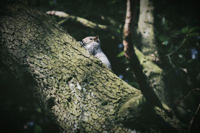 Close-up of eagle perching on tree