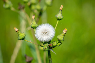 Close-up of dandelion on plant