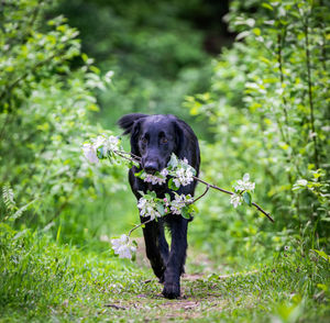 Black dog looking away on field