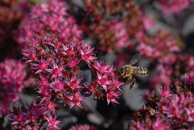 Close-up of insect on flowers