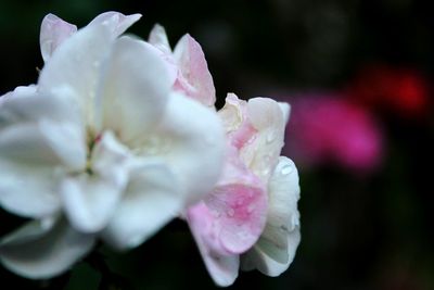 Close-up of pink flower