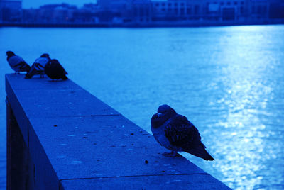 Close-up of bird perching on shore