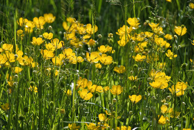 Close-up of yellow flowering plants on field