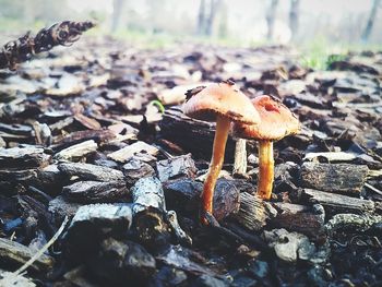 Close-up of fly agaric mushroom