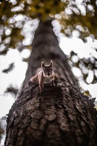 Close-up of lizard on tree trunk