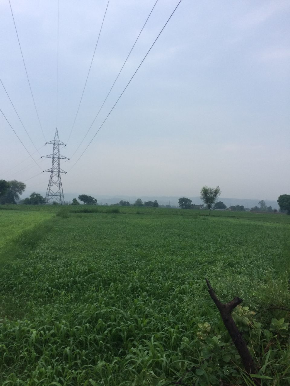 TREES ON FIELD AGAINST SKY