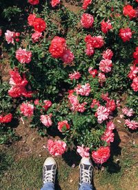 Low section of person standing by pink flowering plants