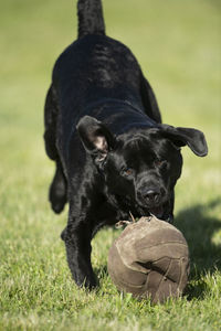 Black dog with ball on field