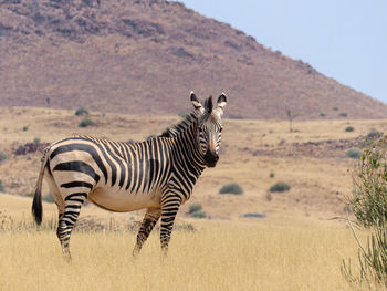 Side view of zebra on field