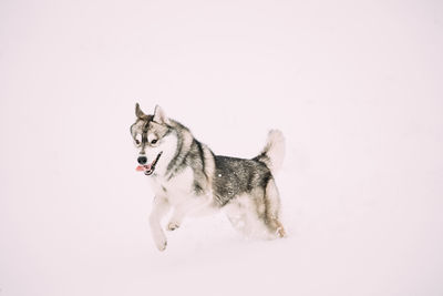 Dog running in a plate over white background