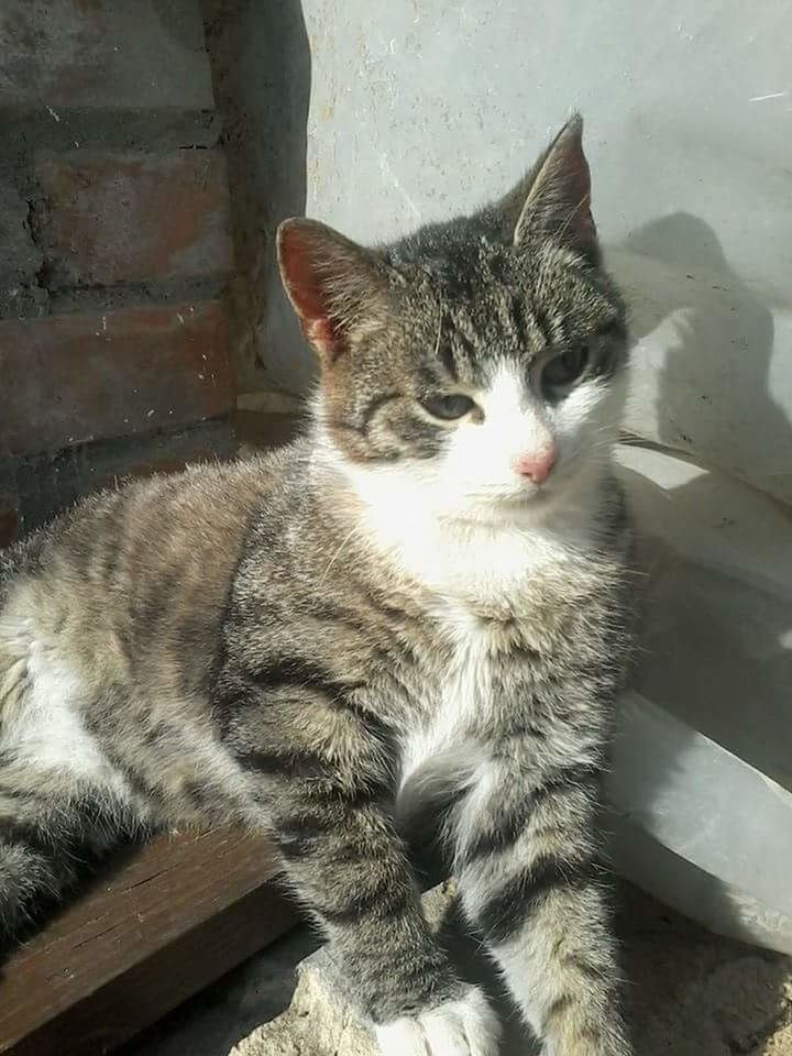 CLOSE-UP OF CAT LOOKING AWAY