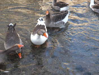 High angle view of ducks swimming on lake